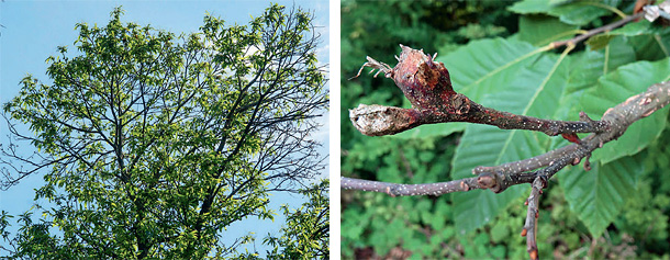 links: Baumkrone mit starken Befall durch Dryocosmus kuriphilus; rechts: Zweig eines Kastanienbaumes, der verlassene Gallen trägt und Symptome eines Befalls durch Cryphonectria parasitica aufweist