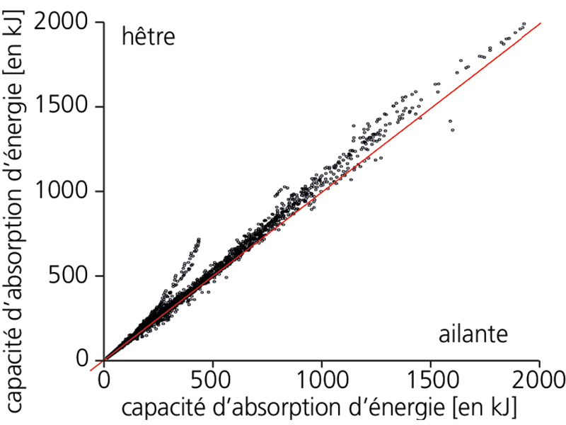 Capacité d’absorption d’énergie de l’ailante en comparaison avec le hêtre