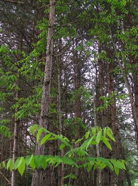 Der Götterbaum dringt in einen Waldbestand in Pratval bei Thusis (GR) ein.