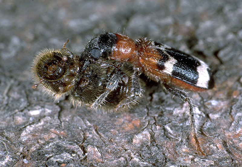 Ameisenbuntkäfer beim Überwältigen eines Borkenkäfers