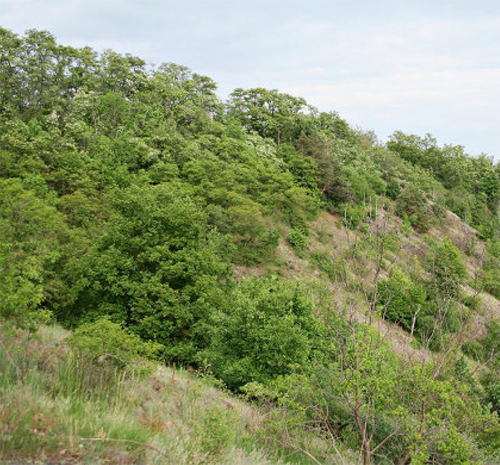 Trockenrasen in Zentral-Tschechien 