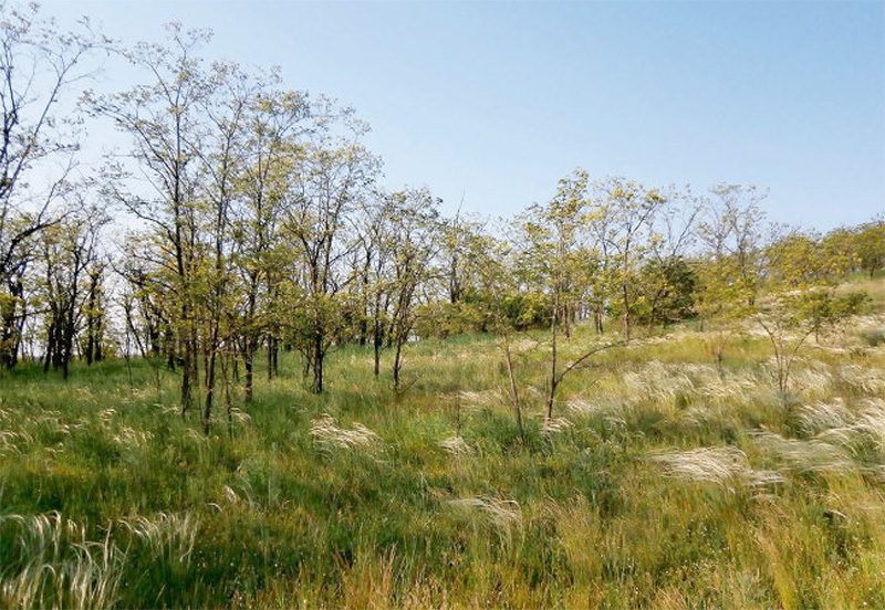 Wärmeliebende Trockenrasen in Südosttschechien, die von der Robinie durch Wurzelbrut kolonisiert werden