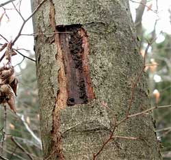 Buchenrindennekrose