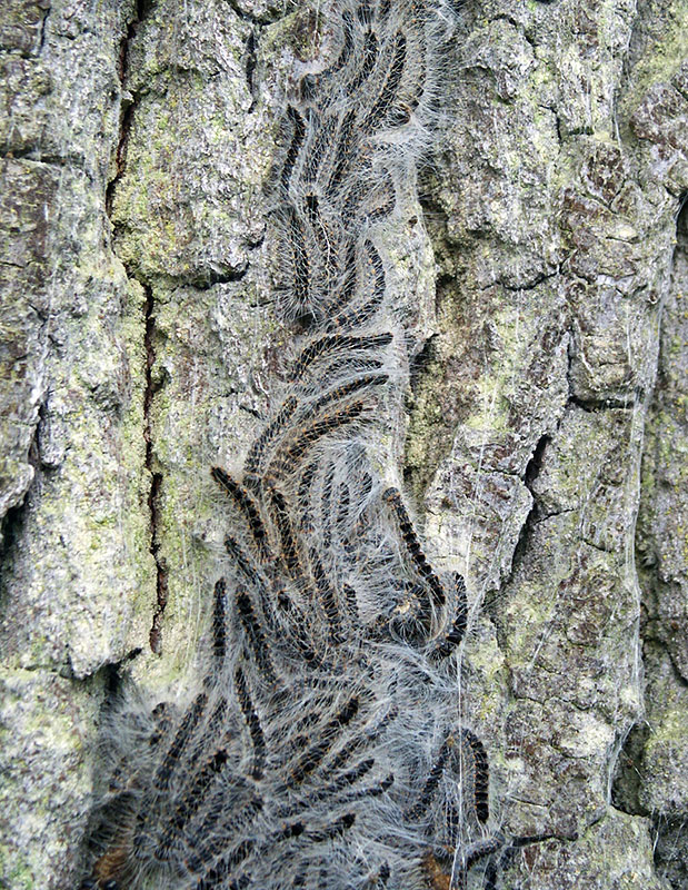 caterpillars of the oak processionary