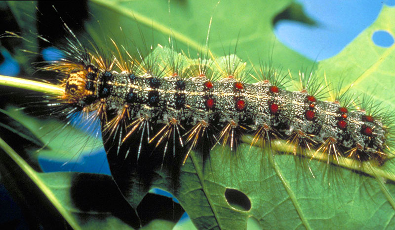 caterpillar of the gipsy moth