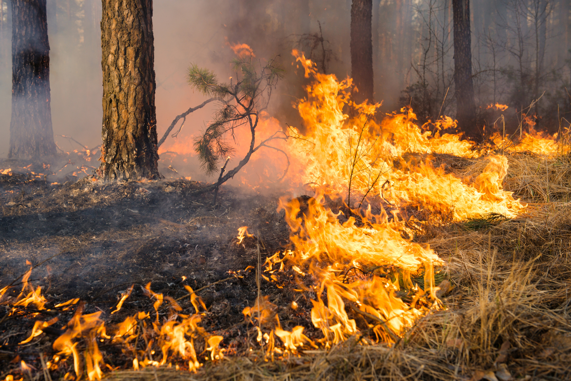 Лесные пожары видео. Лесные пожары. Горящий лес. Лес в огне. Огонь лес горит.