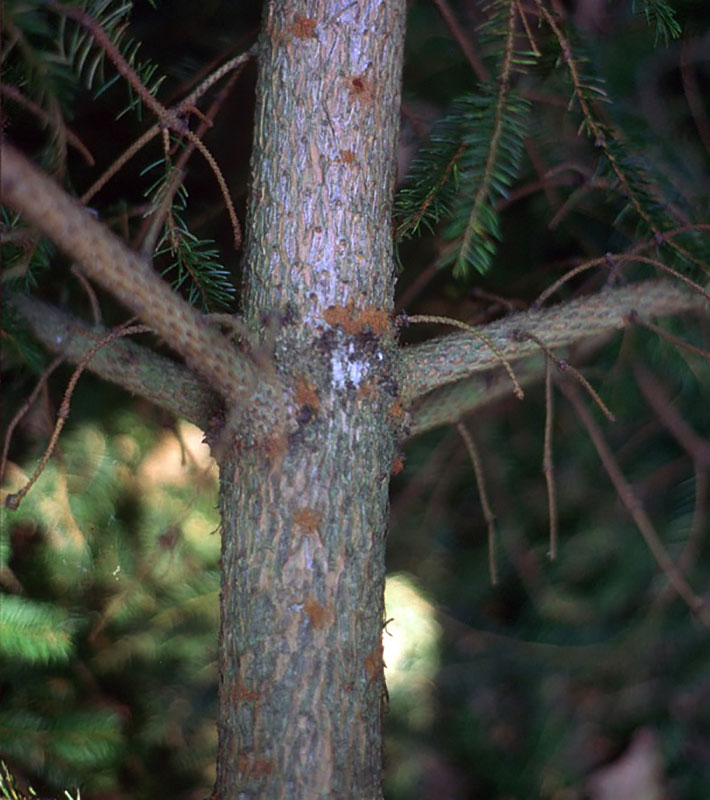 Forest Protection Risk Of Norway Spruce
