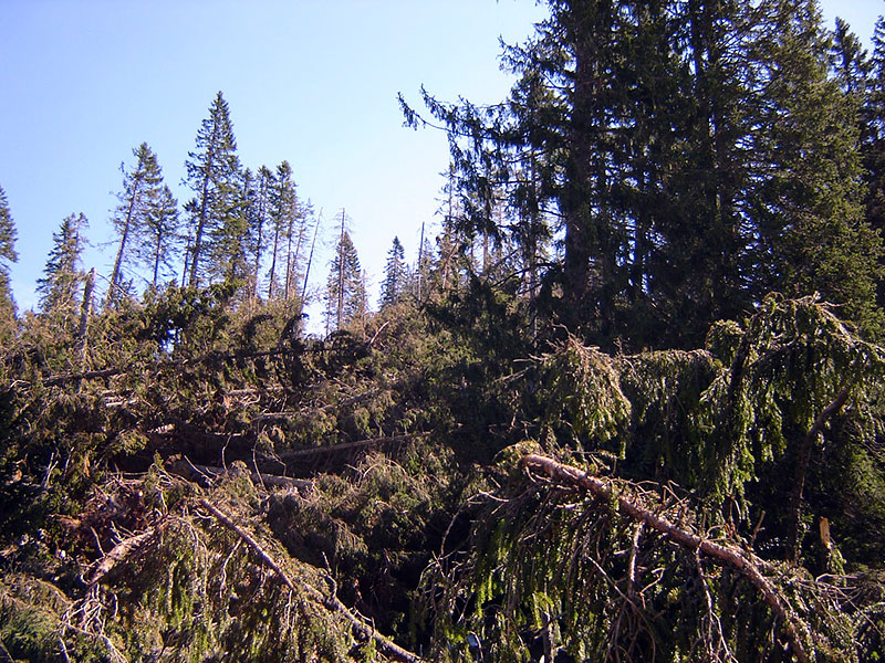 Forest Protection Risk Of Norway Spruce
