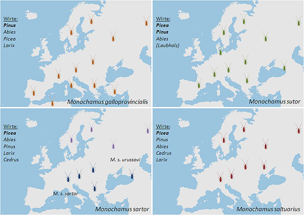 Verbreitung der Monochamus-Arten in Europa