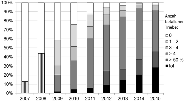 Anteil der Eschen in Klassen der Krankheitsintensität im Provenienzversuch von 2009 bis 2015. Für die Jahre 2007 und 2008 wurde der Anteil befallener Eschen nachträglich ermittelt. 2012 wurde eine zusätzliche Klasse für Bäume mit mehr als 50% befallenen Trieben eingeführt.