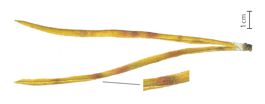 Physiological needle blight