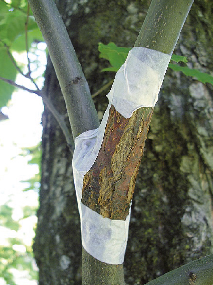 adhesive tape to prevent drying out