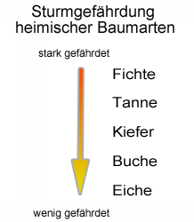 Einheimischen Baumarten nach ihrer Sturmgefährdung