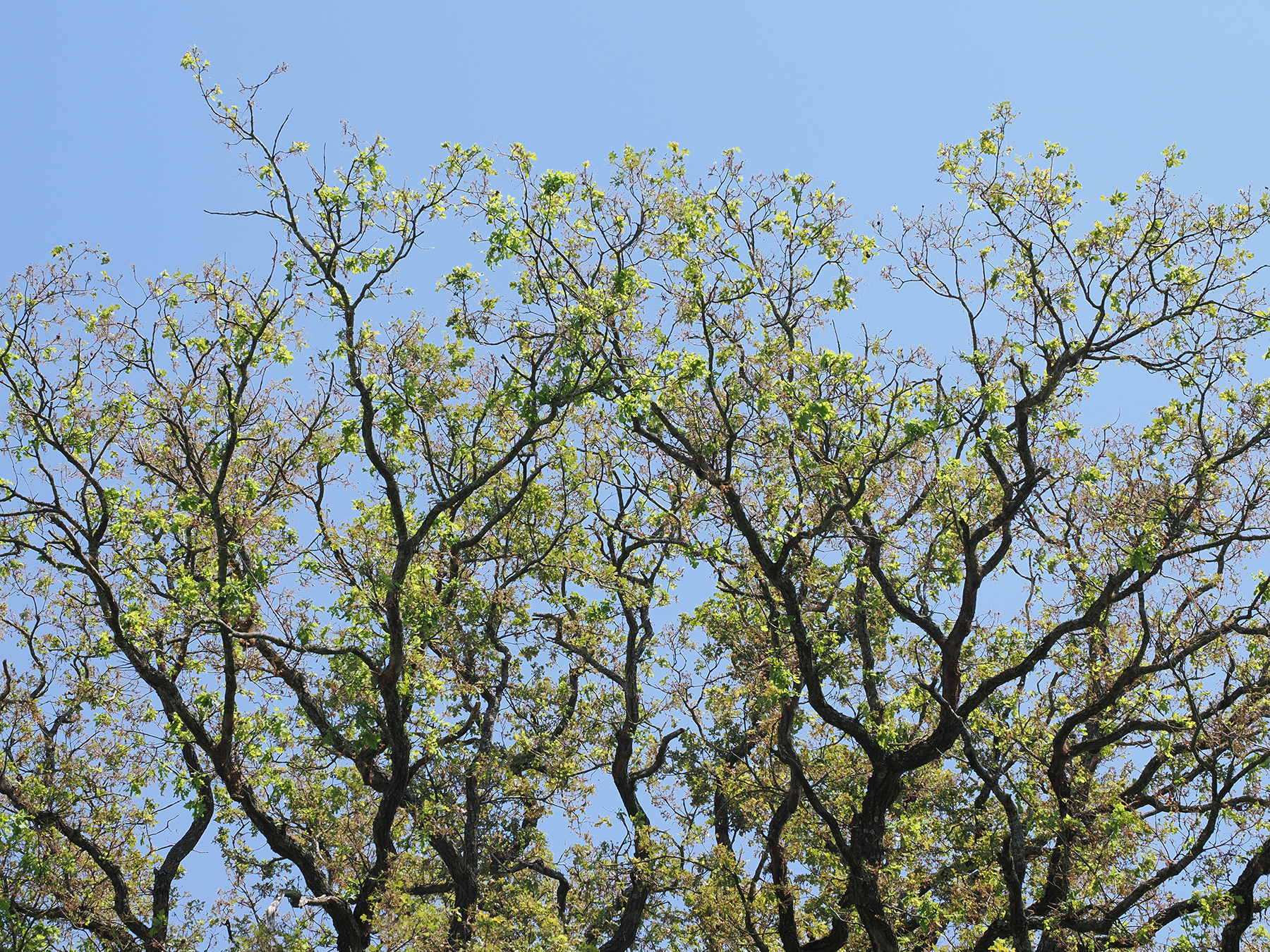 Severe leaf damage caused by caterpillars in a deciduous stand