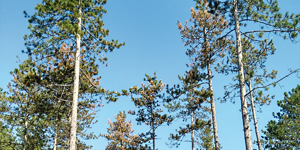 Trockenstress im Wald: Unterschiede zwischen Baumarten und Herkünften
