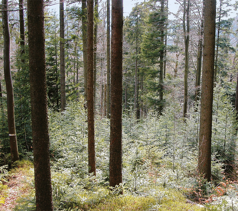 Wald mit Tannenverjüngung