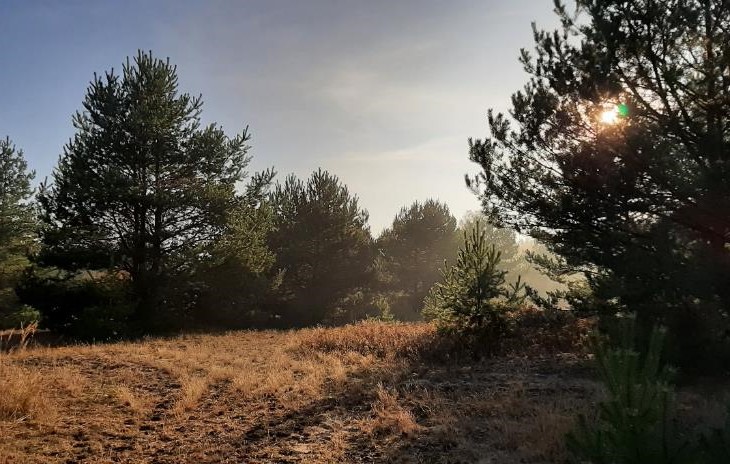 Vom Brotbaum zum Fossil? Zur Situation der Kiefer in Brandenburg