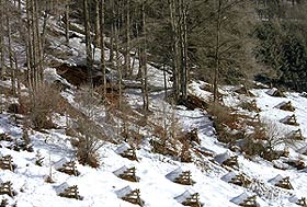 Anbruch einer kleinen Schneebrettlawine aus einer Lücke im tiefmontanen Buchenwald