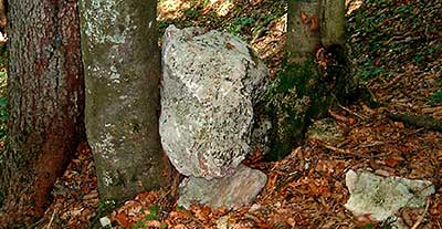 Buche im Steinschlag-Schutzwald