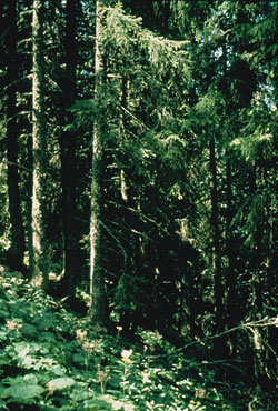 Typischer Hochstauden-Tannen-Fichtenwald