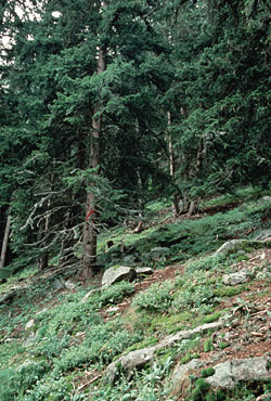 Typischer Preiselbeer-Fichtenwald