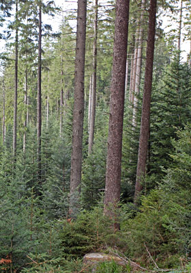 Platz für Naturverjüngung