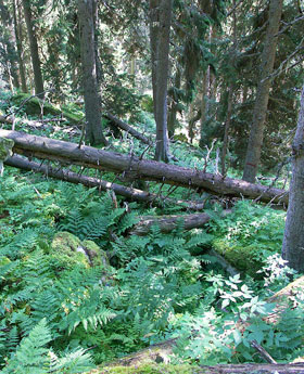 Totholz auch im Schutzwald?