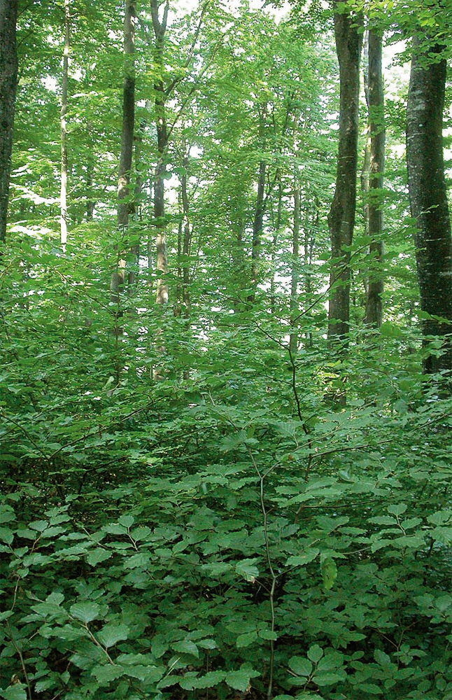 Grünzeug versperrt den Durchblick