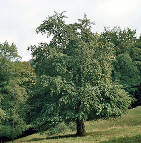 Wildbirnbaum