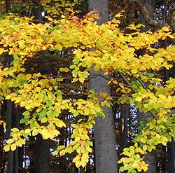 Herbstbild mit Buchenstamm