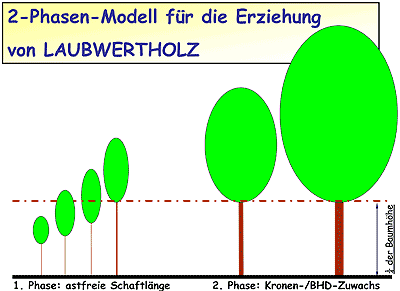 Zweiphasen-Modell zur Erziehung von Laubwertholz