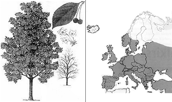 Morphologie und Verbreitungsgebiet der Vogelkirsche