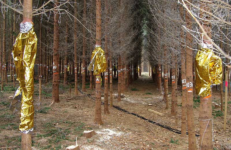 trees fitted with sensors