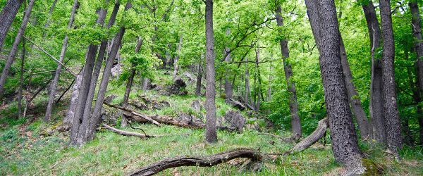 Waldstandorte - Nachhaltigkeit Traubeneichen Hainbuchenwald