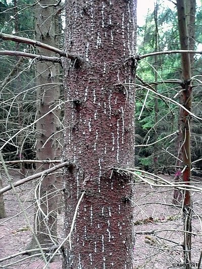 Borkenkäfer Harz