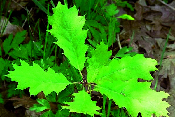 Seit 1900 betreibt das BFW im Wienerwald und Burgenland Anbauversuche mit der Roteiche (Quercus rubra).