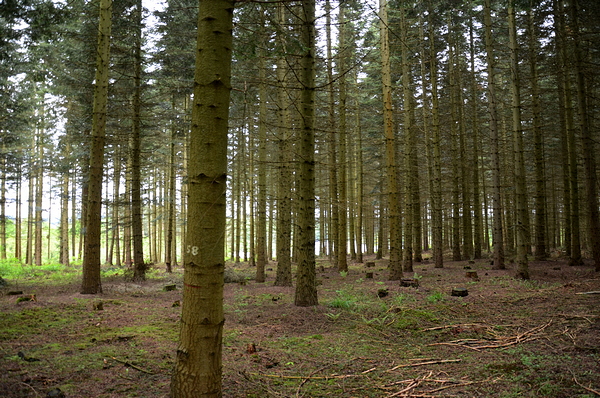 Auch mit der Küstentanne (Abies Grandis) werden am BFW Anbauversuche gemacht, wie hier am Stausee Ottenstein.