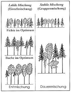 Mischwaldbegruendung