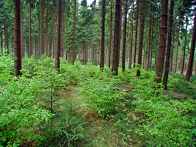 Buchen-Plätzesaat