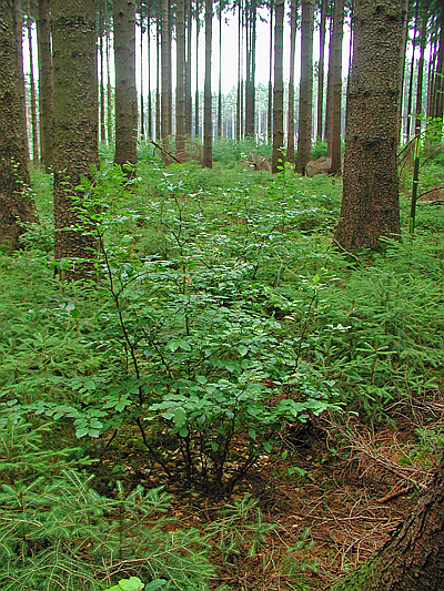 Fichten-Naturverjüngung