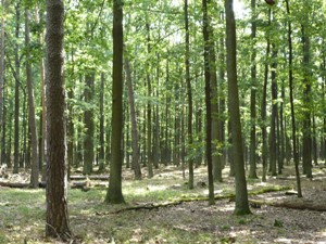 Trauben-Eichen Kiefern Mischbestand