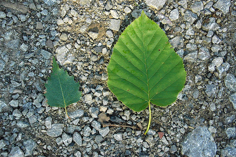 Blätter Bet. max. und Bet. pendula