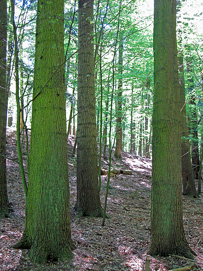 Abies grandis-Gruppe