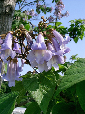 Paulownia tomentosa Blütenstand