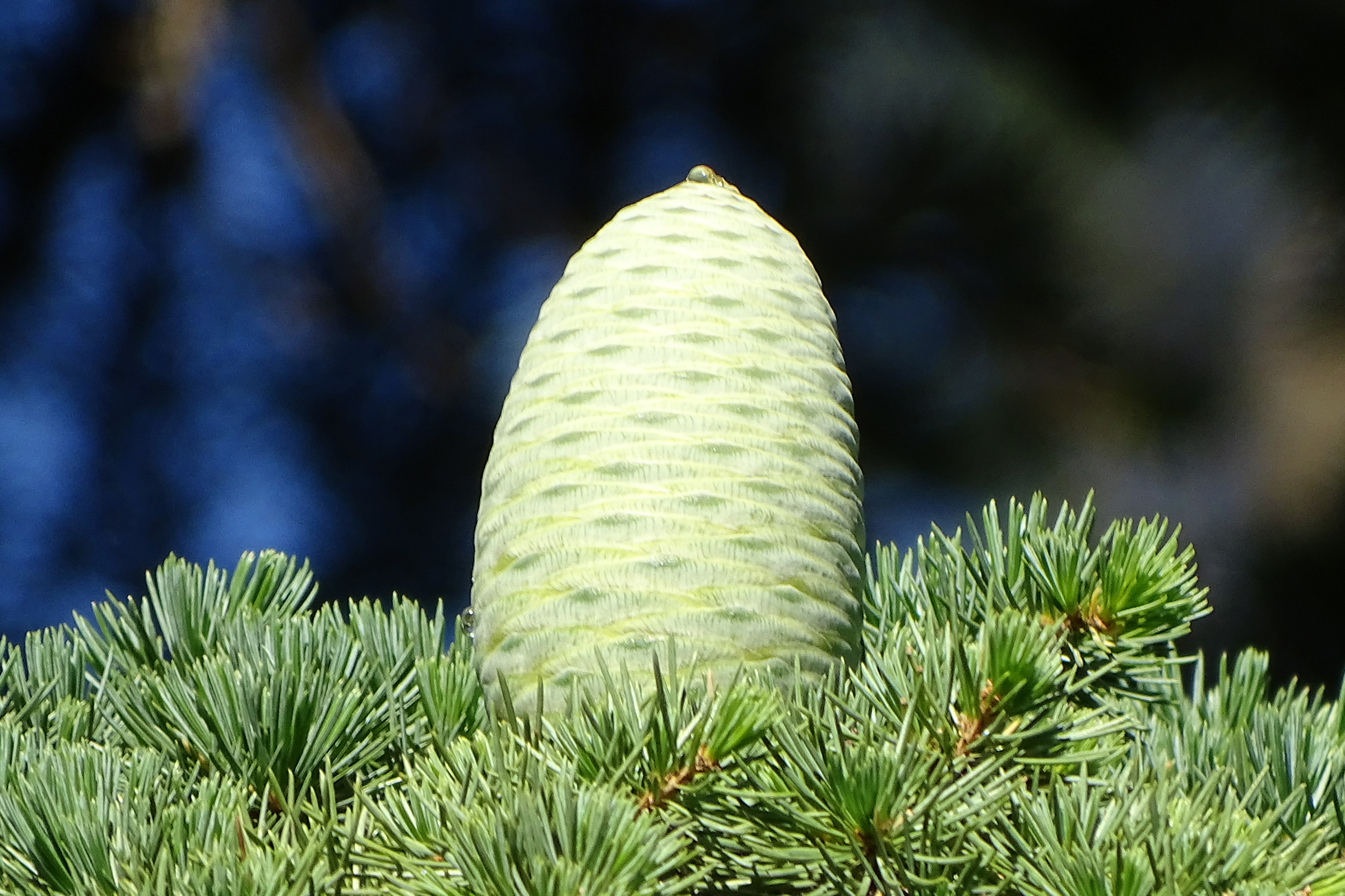 The cedar of Lebanon - a drought-tolerant tree species for dry sites