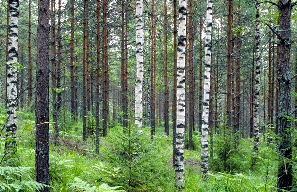 Kiefer-Birken-Mischbestand