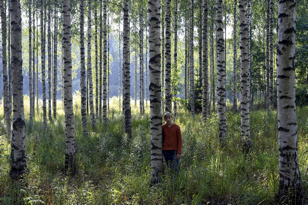 Das waldbauliche Ziel: Birken-Wertholz