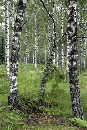 Birken mit sichtbarer Maserung