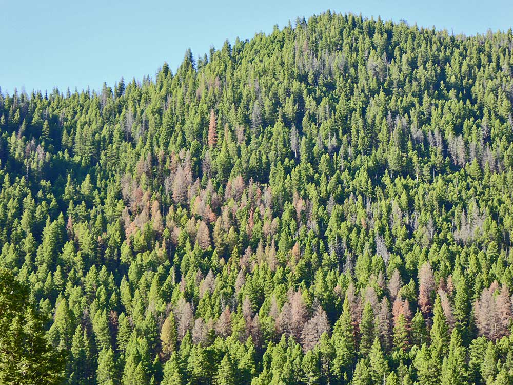 Befall von Douglasien durch den Douglas-fir beetle, USA