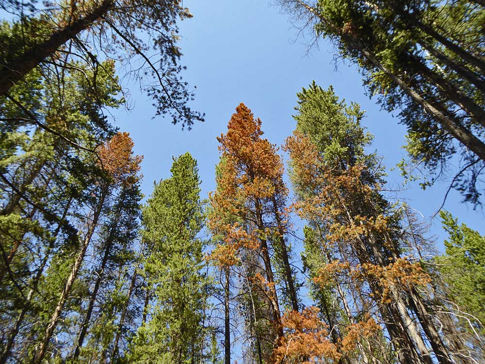Moutain Pine Beetle Befall in Montana